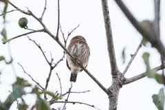 Glaucidium palmarum