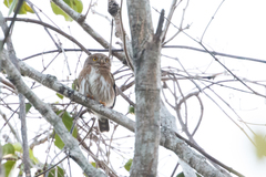 Glaucidium palmarum