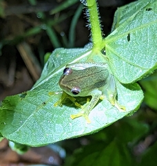 Hyperolius microps