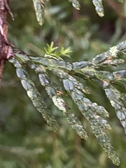 Fellhanera bouteillei