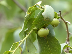 Diospyros montana