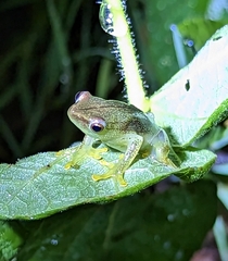 Hyperolius microps