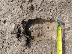 Equus asinus