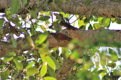 Xiphorhynchus flavigaster