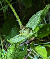 Hyperolius microps