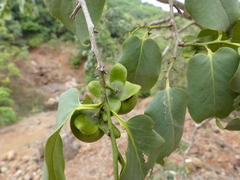 Diospyros montana