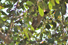 Xiphorhynchus flavigaster