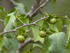 Diospyros montana
