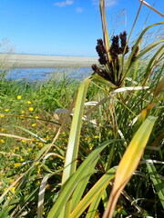 Cyperus ustulatus