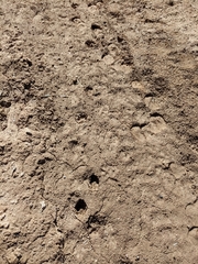 Equus asinus