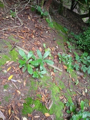 Rhododendron arboreum