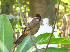 Pterorhinus sannio