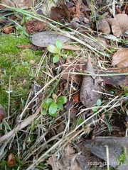 Rhododendron arboreum