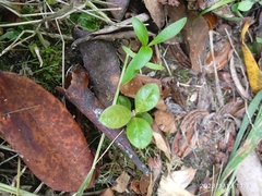 Rhododendron arboreum
