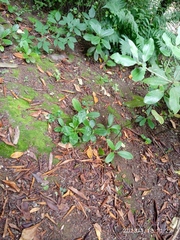 Rhododendron arboreum