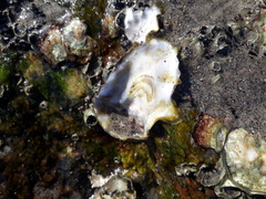 Saccostrea cuccullata