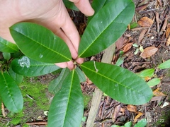 Rhododendron arboreum