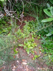 Rhododendron arboreum