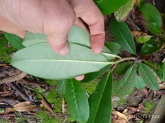 Rhododendron arboreum