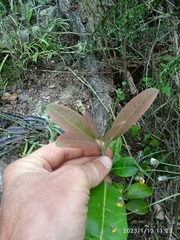 Rhododendron arboreum