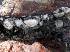 Saccostrea cuccullata