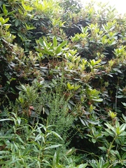 Rhododendron arboreum