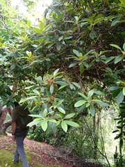 Rhododendron arboreum