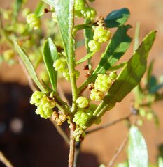 Dodonaea pachyneura