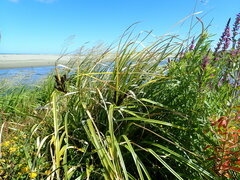 Cyperus ustulatus