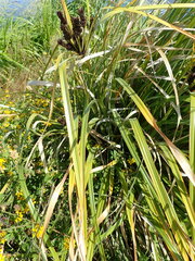 Cyperus ustulatus