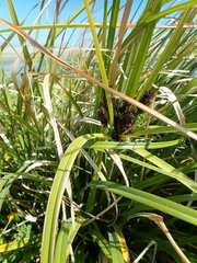 Cyperus ustulatus