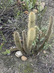 Bergerocactus emoryi