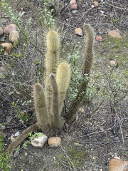 Bergerocactus emoryi