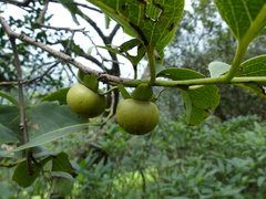 Diospyros montana