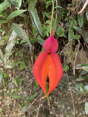 Masdevallia veitchiana