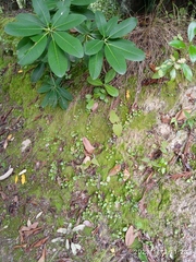 Rhododendron arboreum