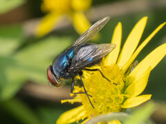 Lucilia porphyrina