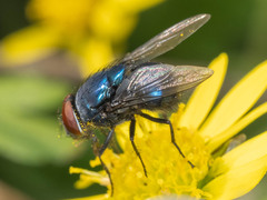 Lucilia porphyrina