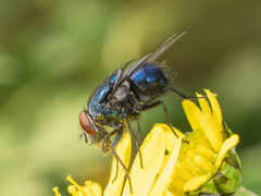 Lucilia porphyrina