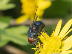 Lucilia porphyrina