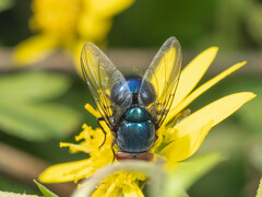 Lucilia porphyrina