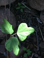 Phaseolus filiformis