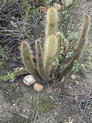 Bergerocactus emoryi