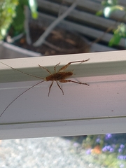 Macropathinae