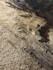 Equus asinus