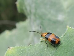Aulacophora hilaris