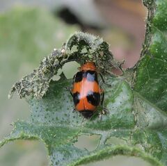 Aulacophora hilaris