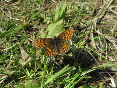 Melitaea athalia