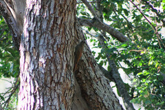 Xiphorhynchus flavigaster