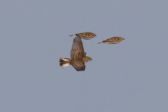 Calcarius ornatus
